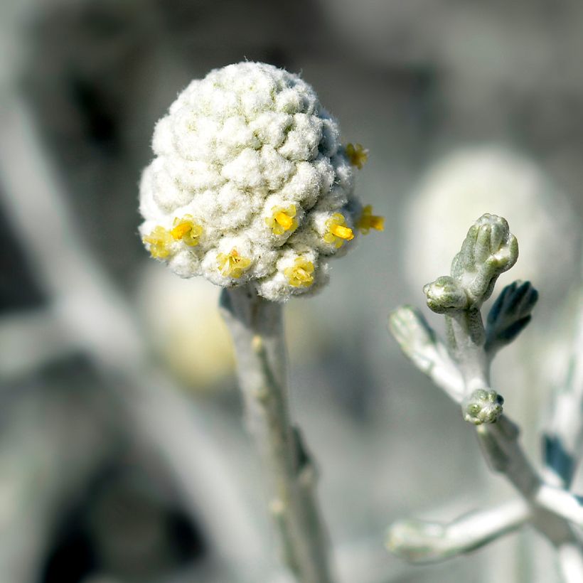 Leucophyta brownii - Stacheldrahtpflanze (Blüte)