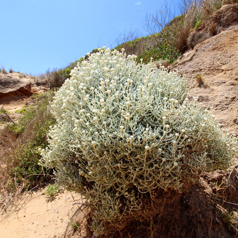 Leucophyta brownii - Stacheldrahtpflanze (Hafen)