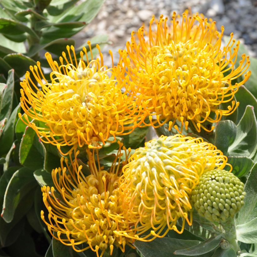 Leucospermum Yellow Carnival - Gärtnerprotee (Blüte)