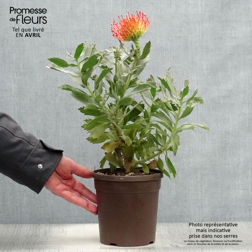 Exemplar von Leucospermum Carnival Red - Pelote d'épingles Pot de 2L/3L wie im Winter geliefert