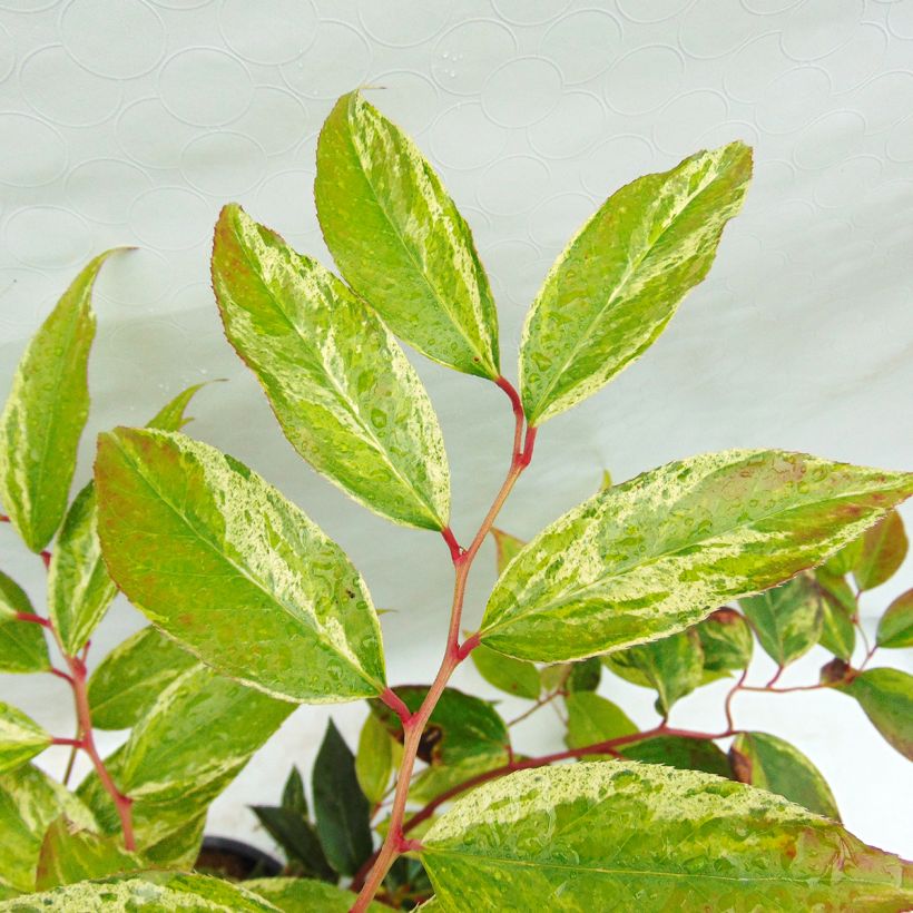 Traubenheide Rainbow - Leucothoe fontanesiana (Laub)