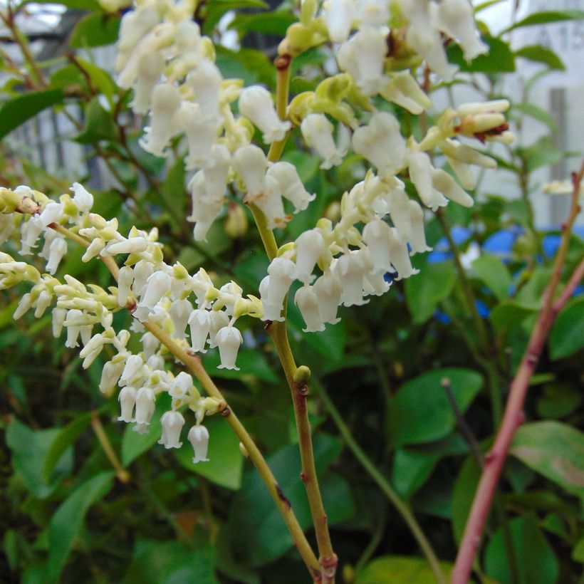 Traubenheide Rainbow - Leucothoe fontanesiana (Blüte)