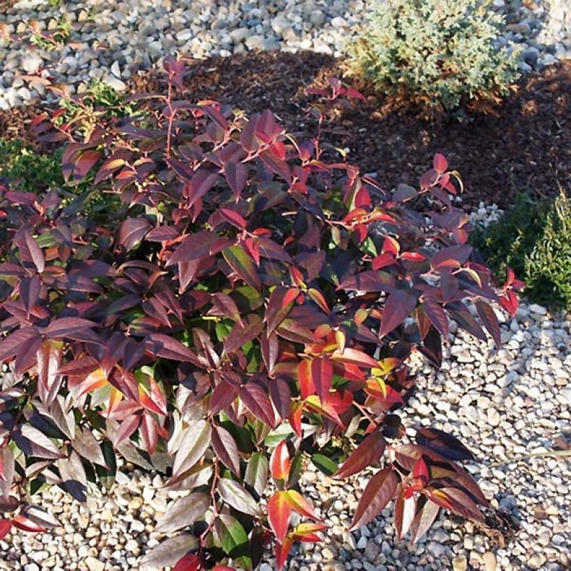 Traubenheide Zebonard - Leucothoe fontanesiana (Hafen)