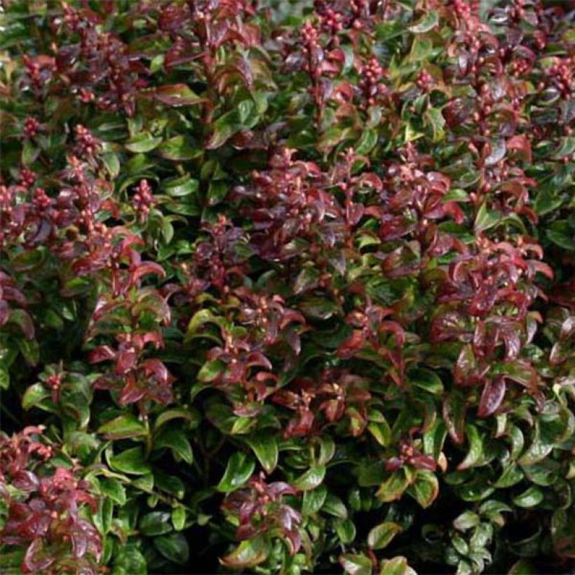 Traubenheide Twisting Red - Leucothoe axillaris (Laub)