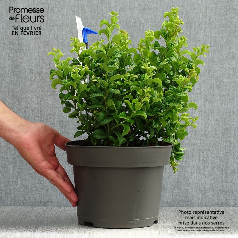 Exemplar von Leucothoe axillaris Curly Gold Pot de2L/3L wie im Herbst geliefert