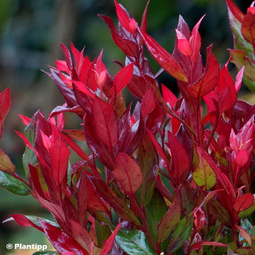 Traubenheide Little Flames - Leucothoe fontanesiana (Laub)