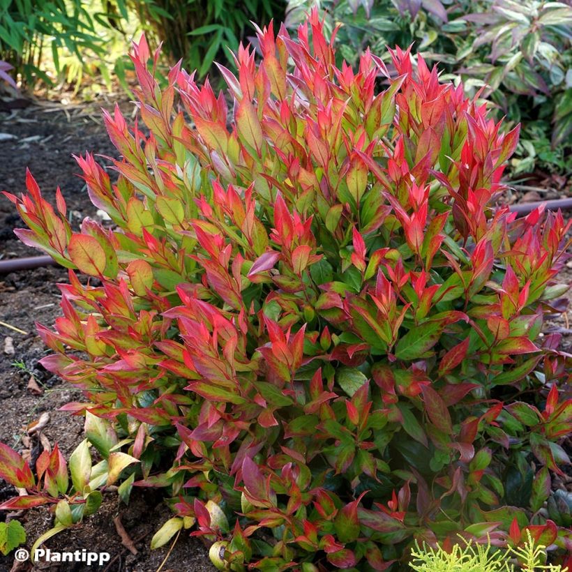 Traubenheide Little Flames - Leucothoe fontanesiana (Hafen)