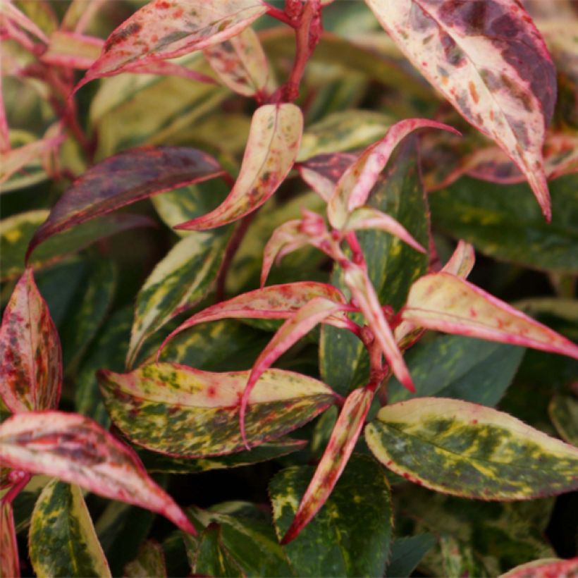 Traubenheide Makijaz - Leucothoe fontanesiana (Laub)