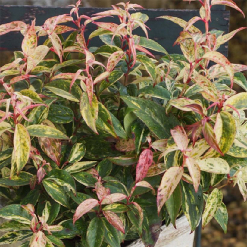 Traubenheide Makijaz - Leucothoe fontanesiana (Hafen)