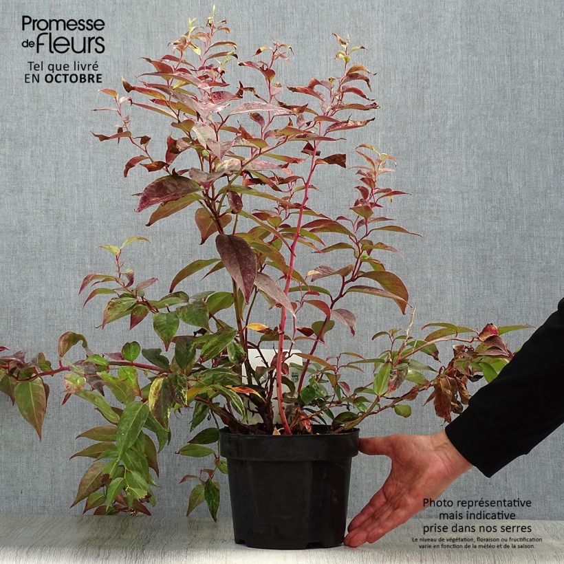 Exemplar von Traubenheide Rainbow - Leucothoe fontanesiana wie im Herbst geliefert