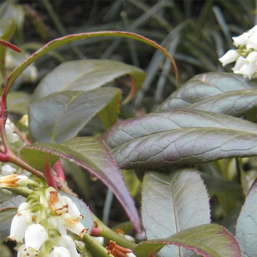 Traubenheide Scarletta - Leucothoe fontanesiana (Laub)