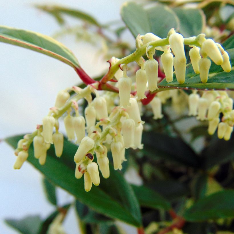 Traubenheide Whitewater - Leucothoe fontanesiana (Blüte)