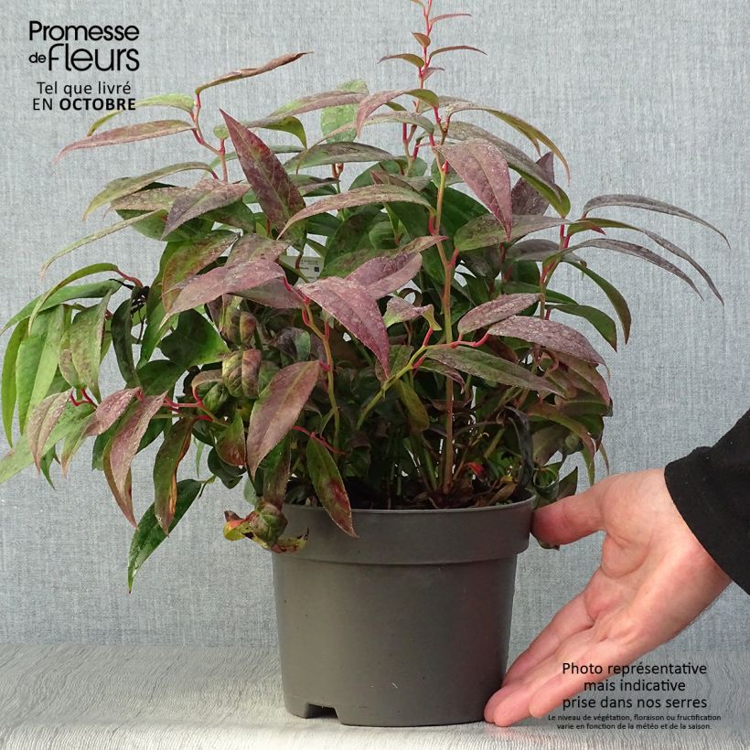 Exemplar von Leucothoe fontanesiana Zebonard - Leucothoe walteri Zebonard Pot de 2L/3L wie im Herbst geliefert