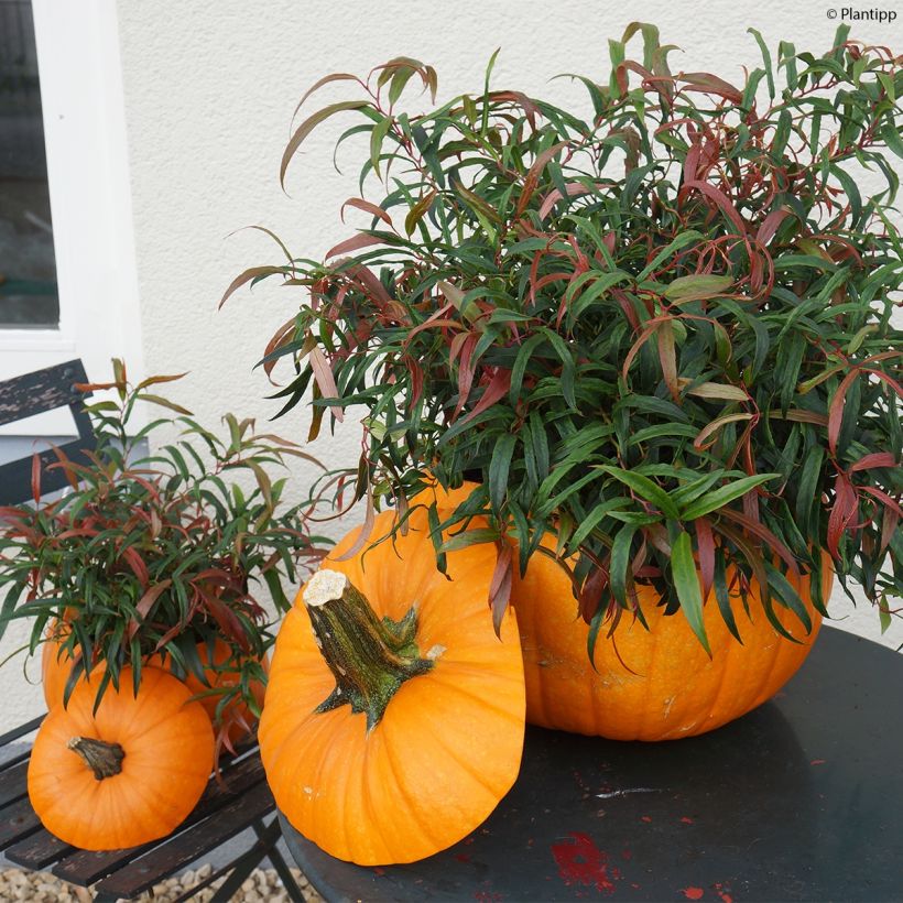 Traubenheide Halloween - Leucothoe keiskei (Hafen)