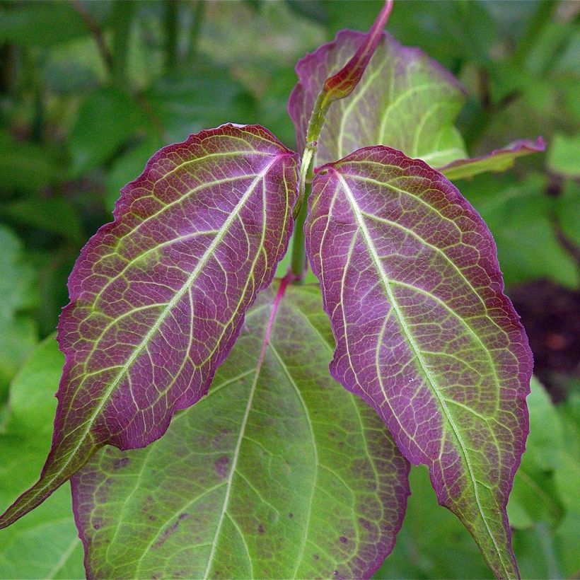 Leycesteria formosa - Buntdachblume (Laub)