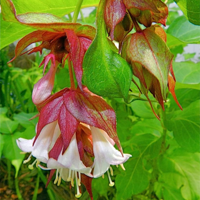 Leycesteria formosa - Buntdachblume (Blüte)