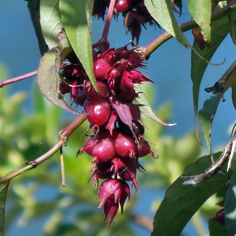 Leycesteria formosa - Buntdachblume (Ernte)