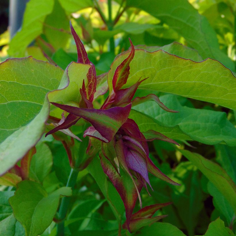 Leycesteria formosa Golden Lanterns - Buntdachblume (Blüte)