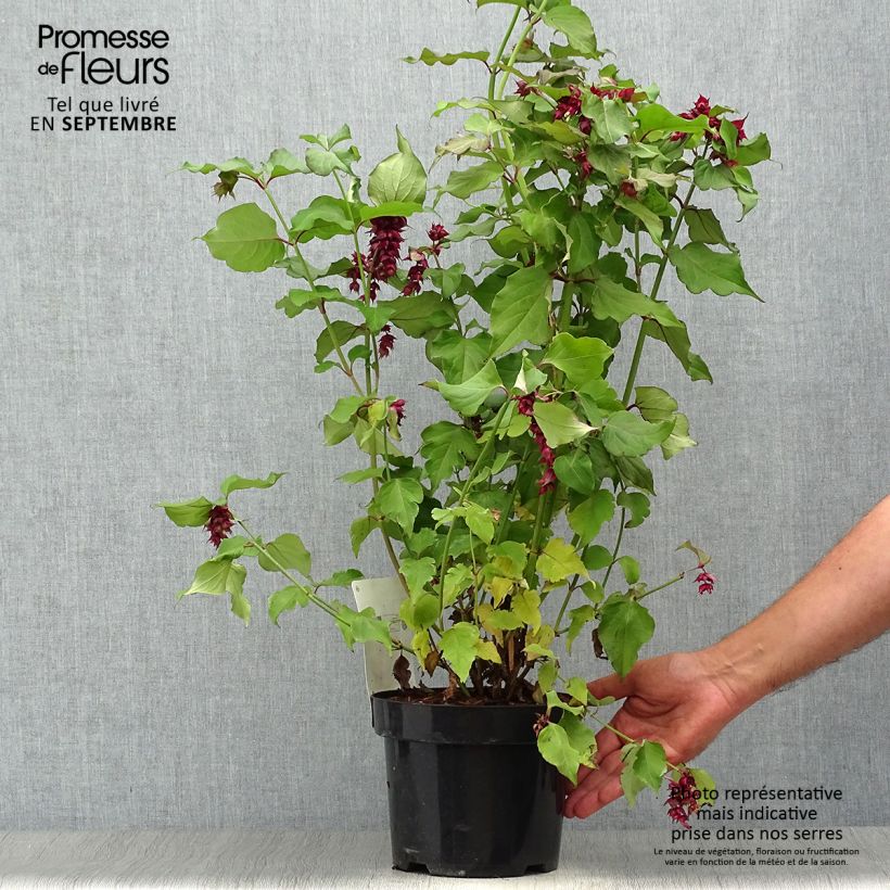 Exemplar von Leycesteria formosa Purple Rain - Buntdachblume wie im Herbst geliefert