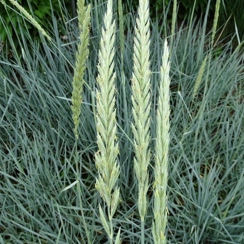 Leymus arenarius Blue Dune - Strandroggen (Blüte)