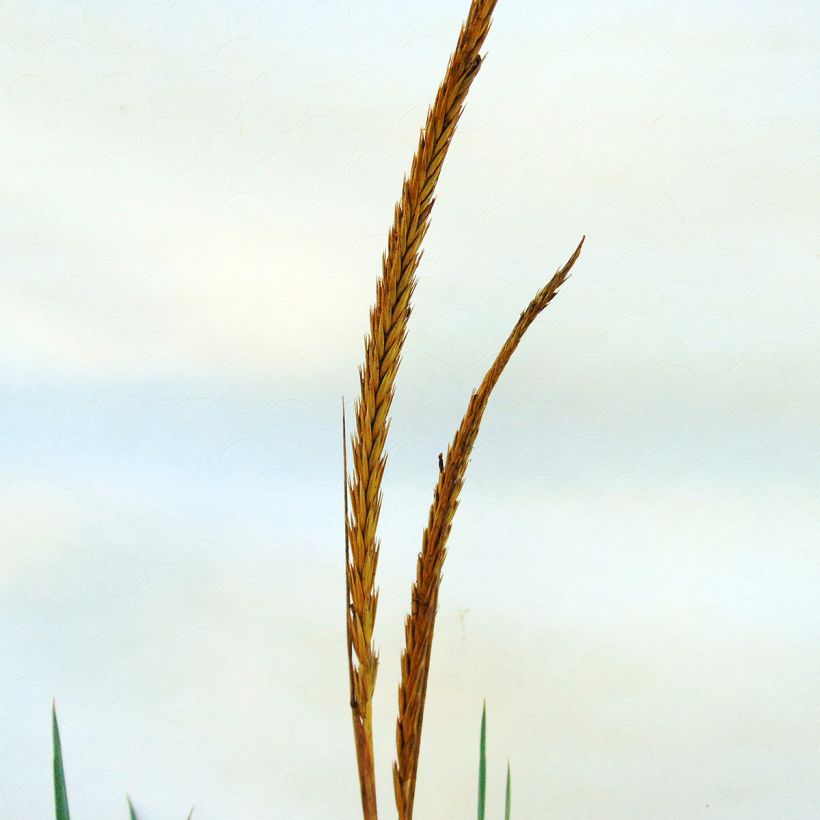 Leymus arenarius - Strandroggen (Blüte)