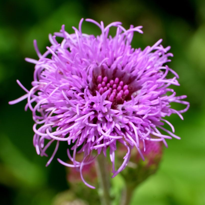 Liatris ligulistylis - Prachtscharte (Blüte)