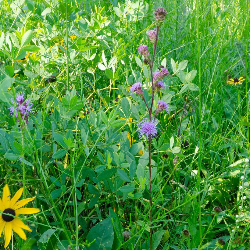 Liatris ligulistylis - Prachtscharte (Hafen)