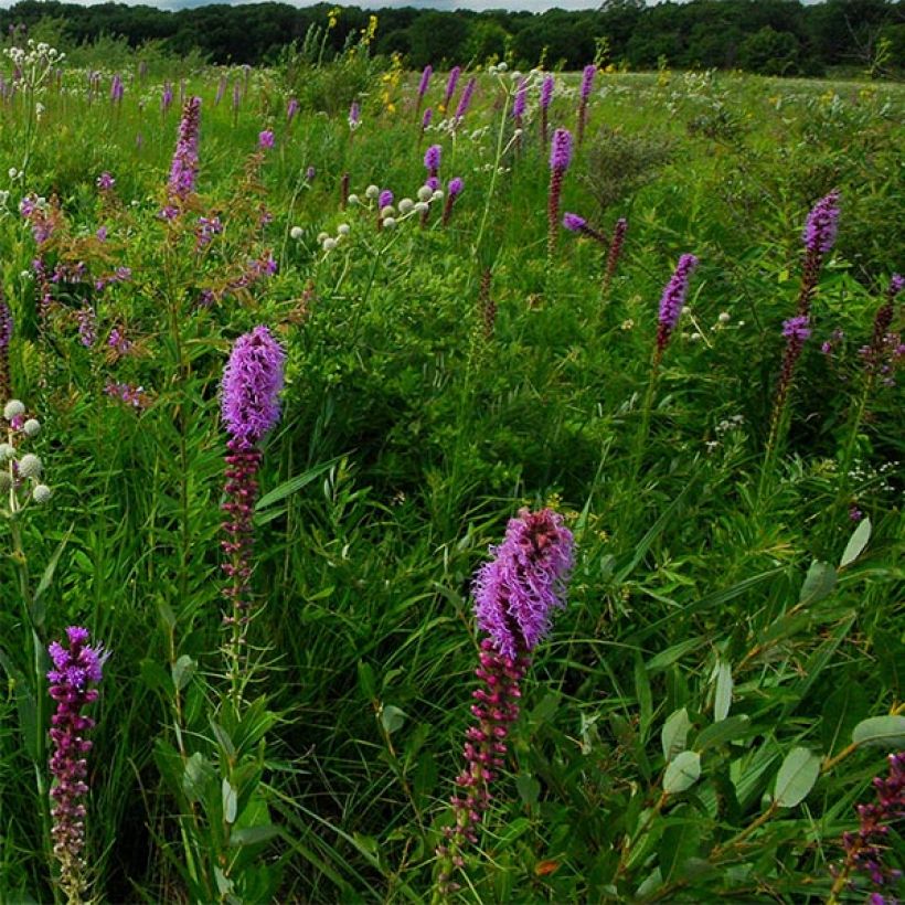 Liatris pycnostachya - Prachtscharte (Blüte)