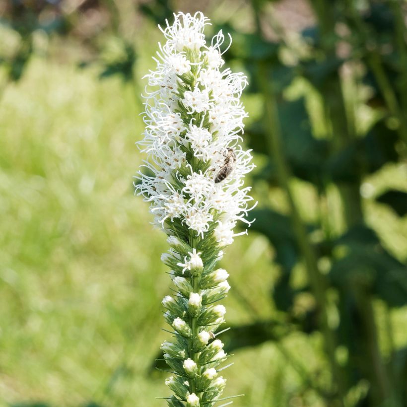 Ährige Prachtscharte Floristan Weiß - Liatris spicata (Blüte)