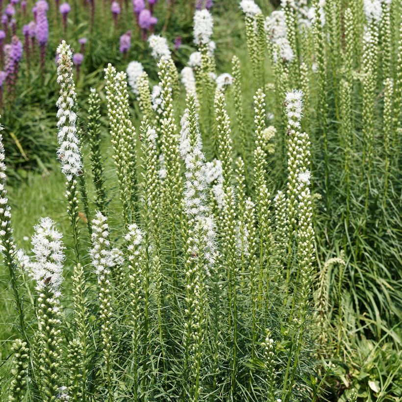 Ährige Prachtscharte Floristan Weiß - Liatris spicata (Hafen)