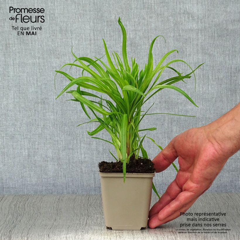 Exemplar von Ährige Prachtscharte - Liatris spicata Kleine Töpfe von 8/9 cm wie im Frühjahr geliefert