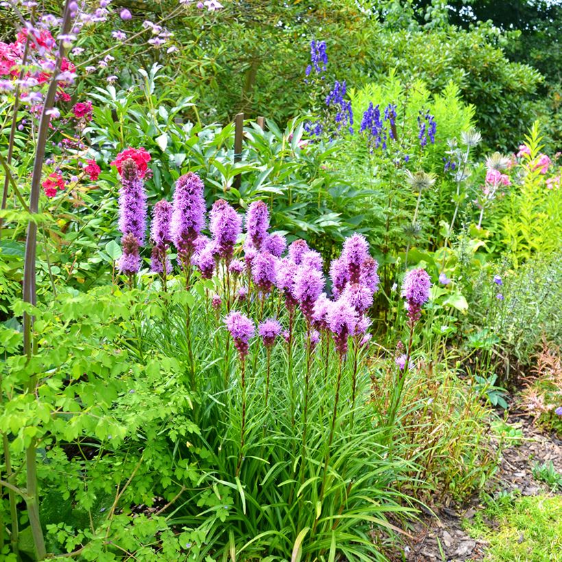 Ährige Prachtscharte - Liatris spicata (Hafen)