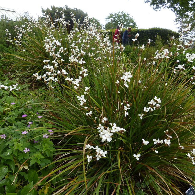 Libertia formosa (Hafen)