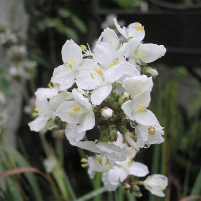 Libertia grandiflora (Blüte)