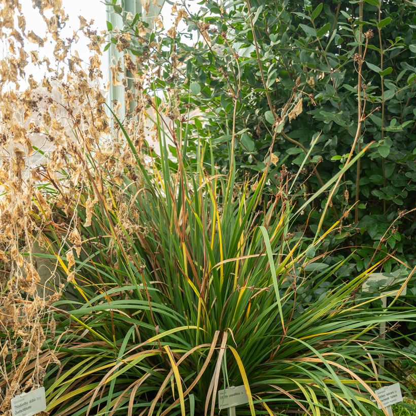 Libertia grandiflora (Hafen)