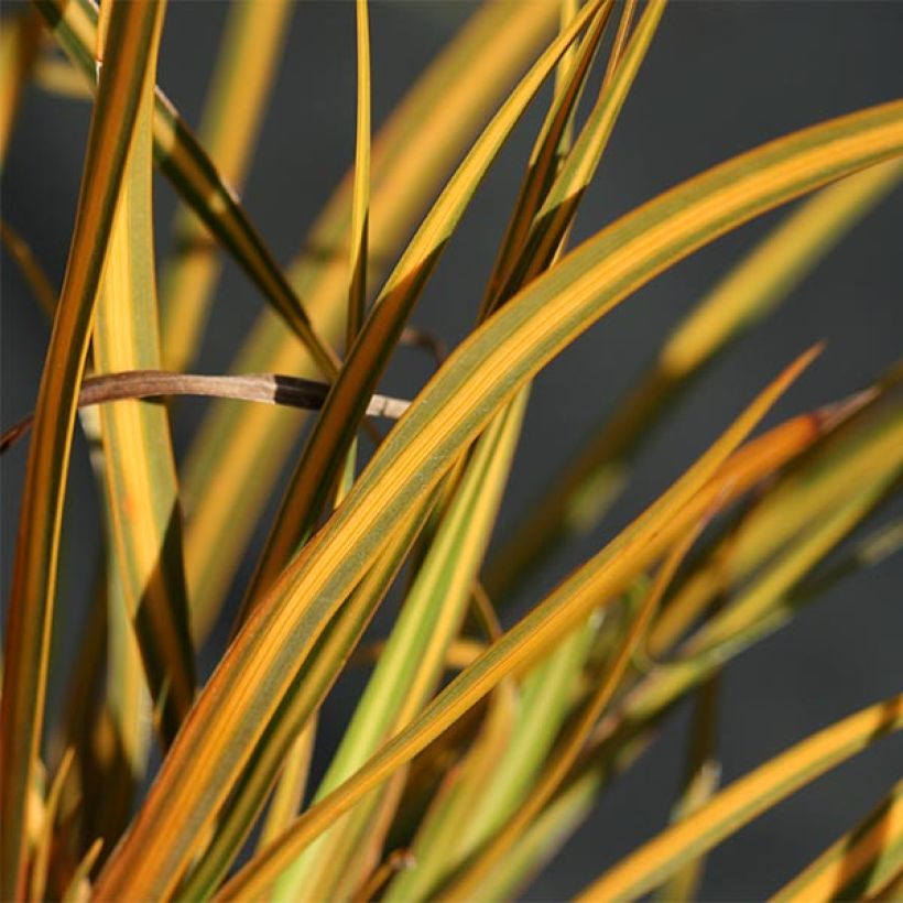 Libertia ixioides Goldfinger (Laub)