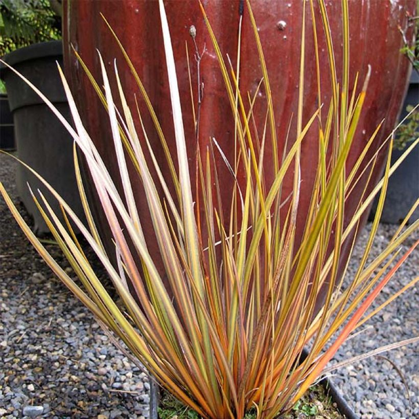 Libertia ixioides Taupo Blaze (Hafen)