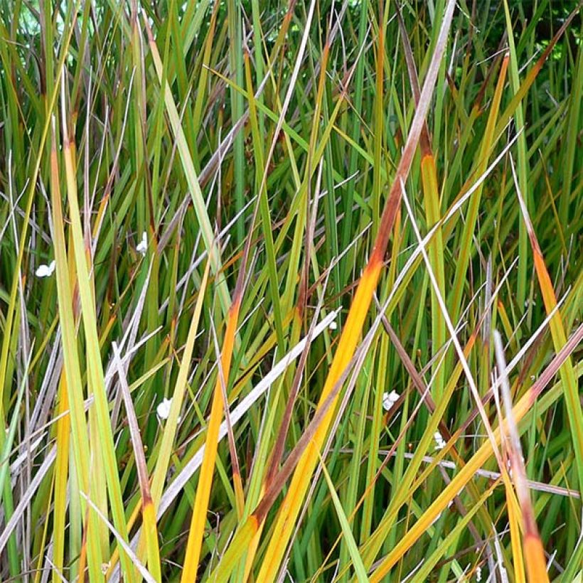 Libertia peregrinans (Laub)