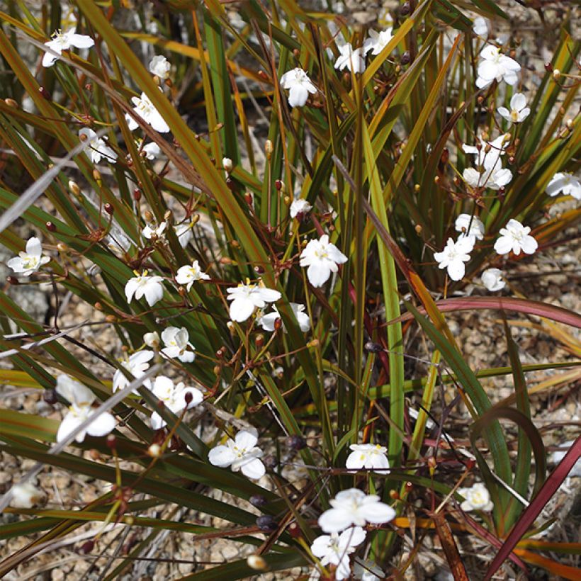 Libertia peregrinans (Blüte)