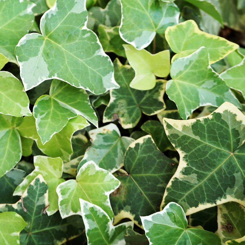 Efeu Eva - Hedera helix (Laub)