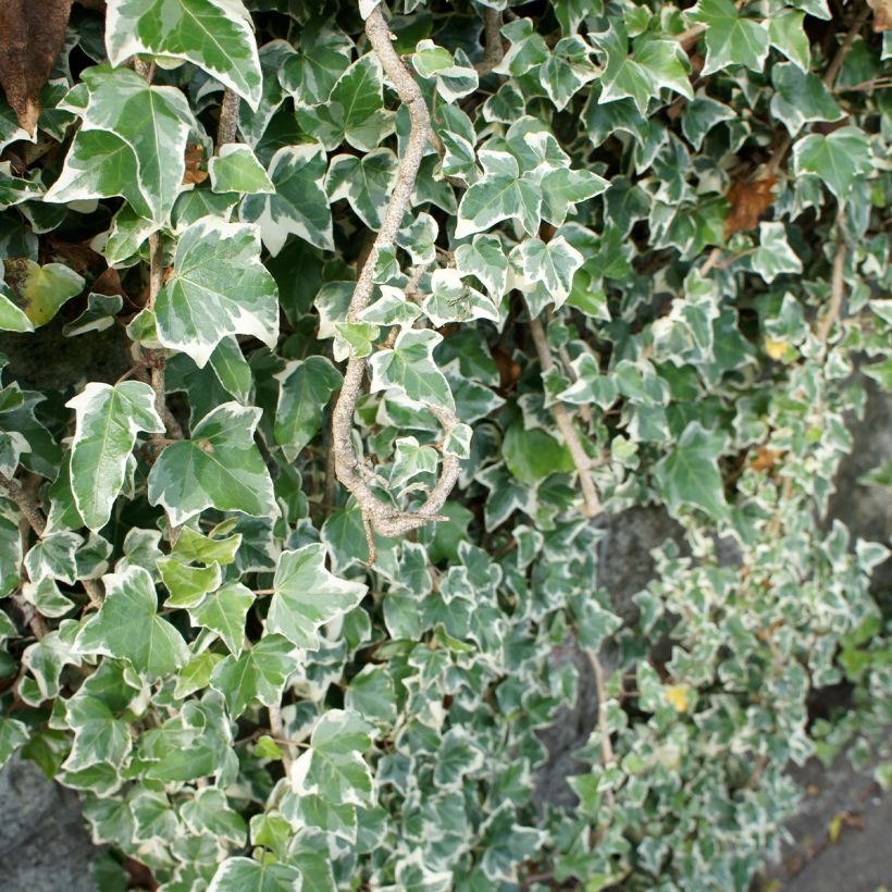 Efeu Eva - Hedera helix (Hafen)