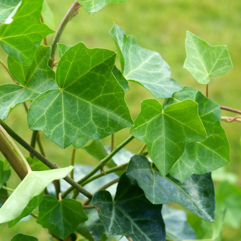 Efeu Woerner - Hedera helix (Laub)