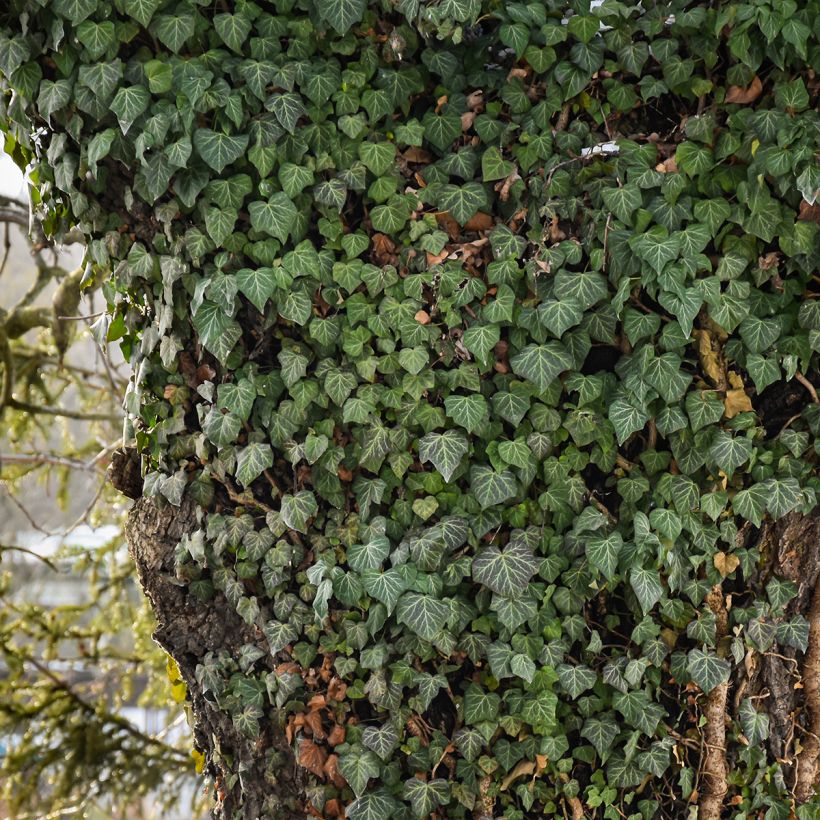 Efeu Woerner - Hedera helix (Hafen)