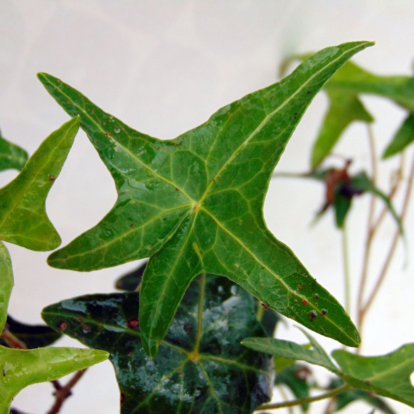 Efeu Sagittifolia - Hedera helix (Laub)