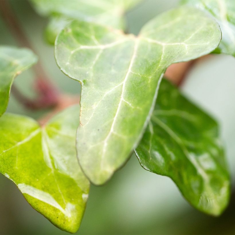 Efeu Jake - Hedera helix (Laub)