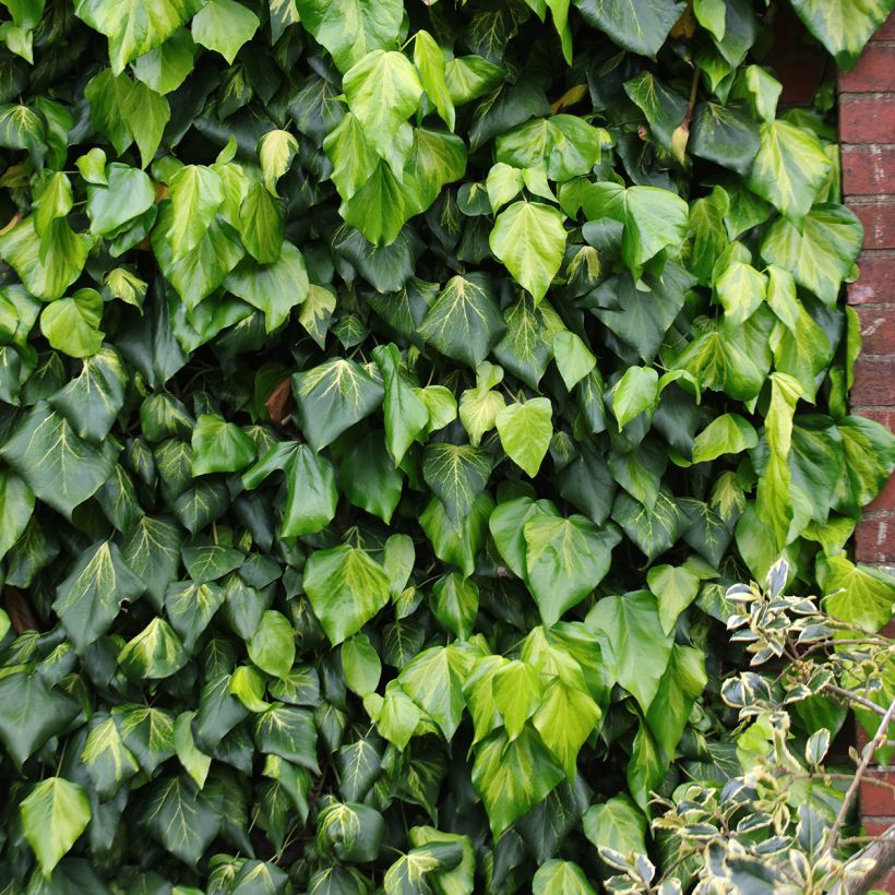 Hedera colchica Sulphur Heart - Kaukasus Efeu (Hafen)