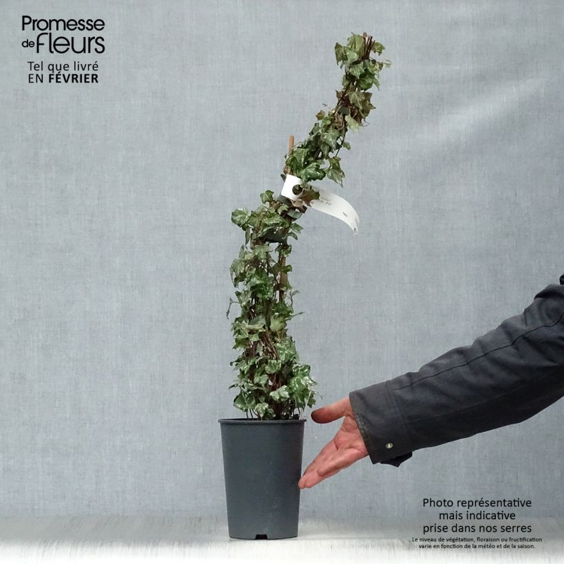 Exemplar von Lierre d'ornement - Hedera helix Kolibri Pot de 2L/3L wie im Winter geliefert