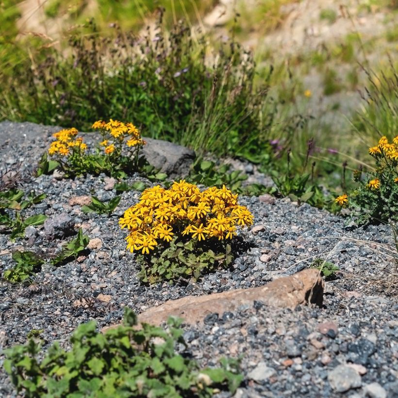 Ligularia dentata Desdemona - Strauß-Goldkolben (Hafen)