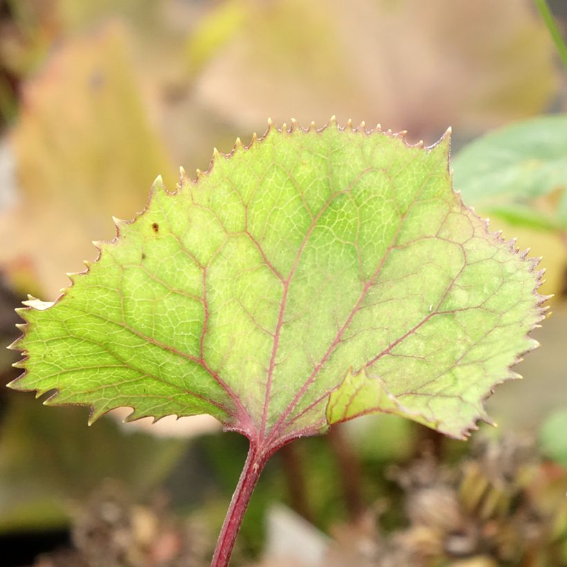 Ligularia hessei Lanternchern - Hesses-Goldkolben (Laub)