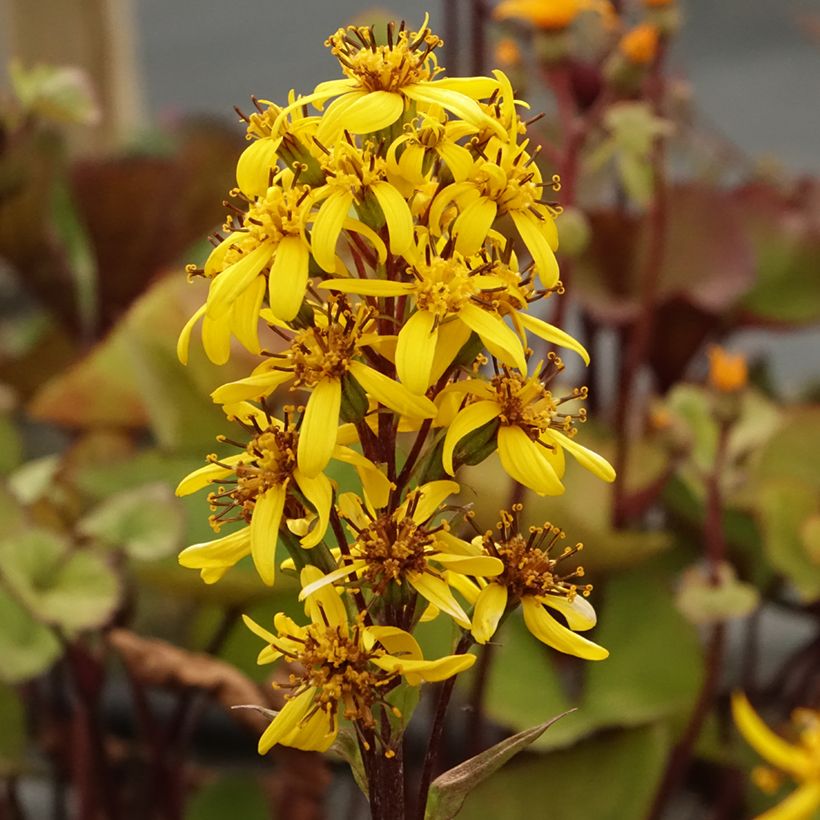 Ligularia hessei Lanternchern - Hesses-Goldkolben (Blüte)